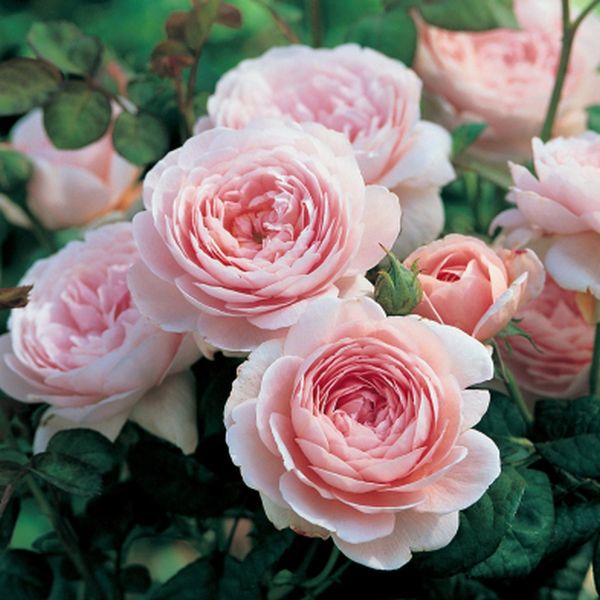 David Austin® Queen of Sweden (Austiger) English Shrub Rose