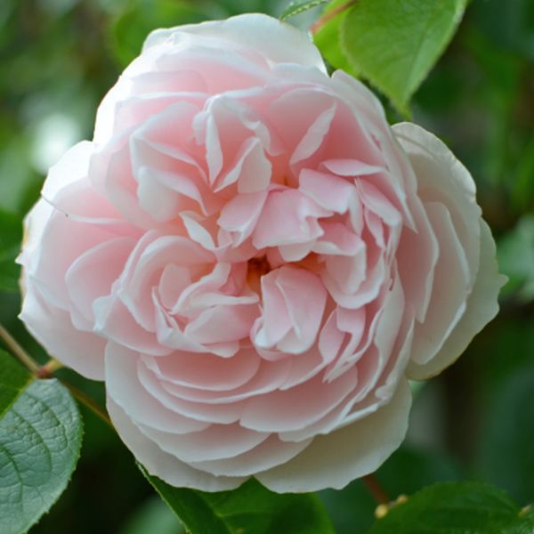 David Austin® The Generous Gardener (Ausdrawn) English Climbing Rose