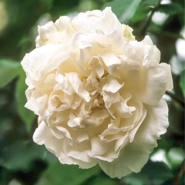 David Austin® Mme. Alfred Carriere Climbing Rose