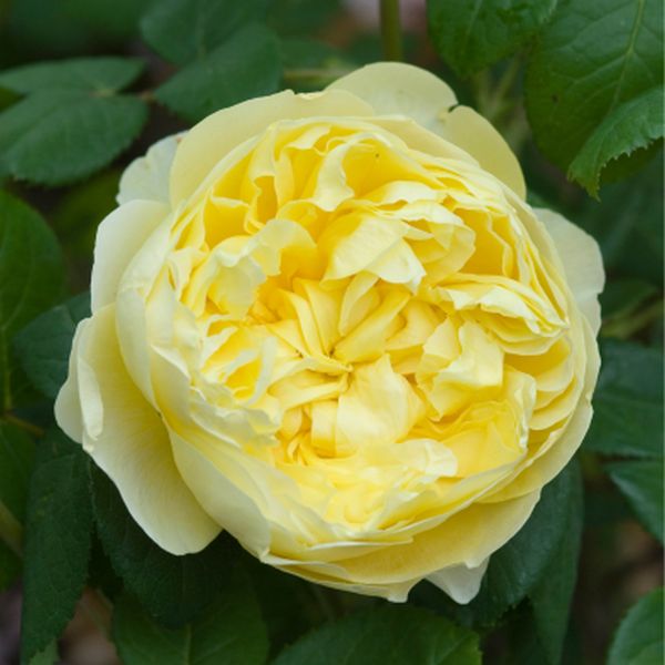 David Austin® Charles Darwin (Auspeet) English Shrub Rose
