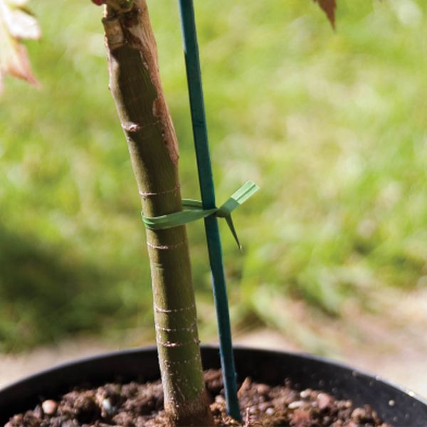 Plant Twist Strips 10cm