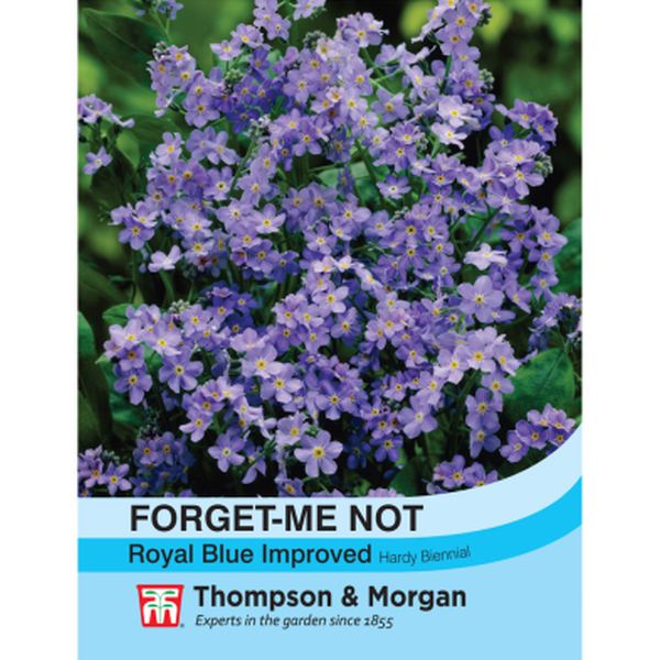 T&M Forget-me-not Royal Blue Improved