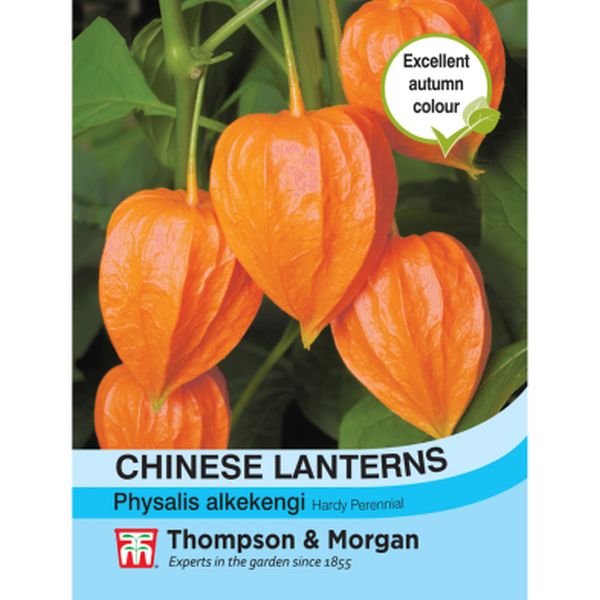T&M Chinese Lanterns (Physalis gigantea)