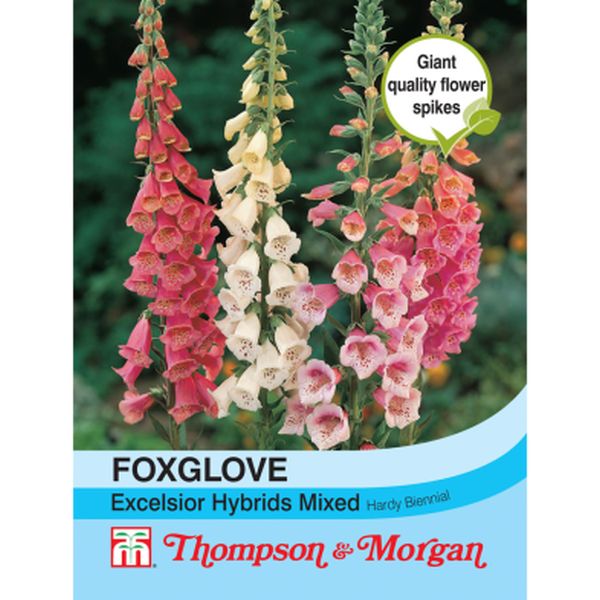 T&M Foxglove Excelsior Hybrids Mixed