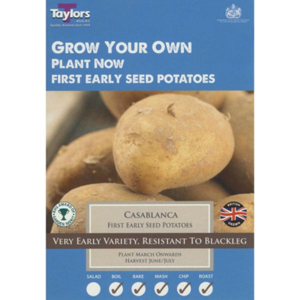 Casablanca Seed Potatoes - Early Crop Pack of Ten