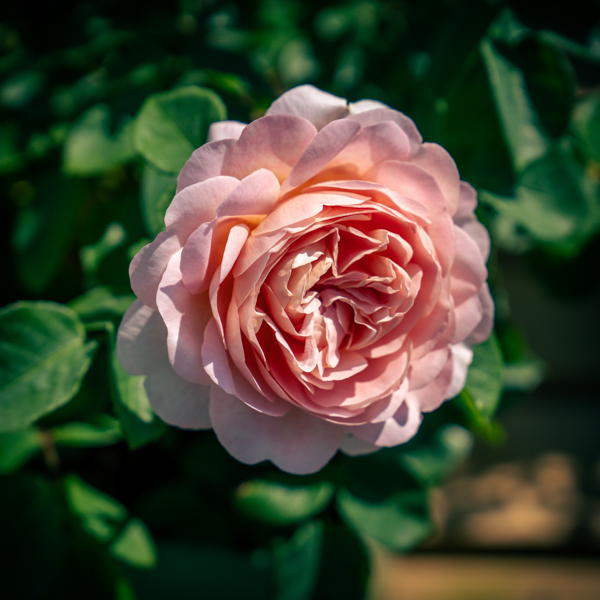 David Austin® English Roses