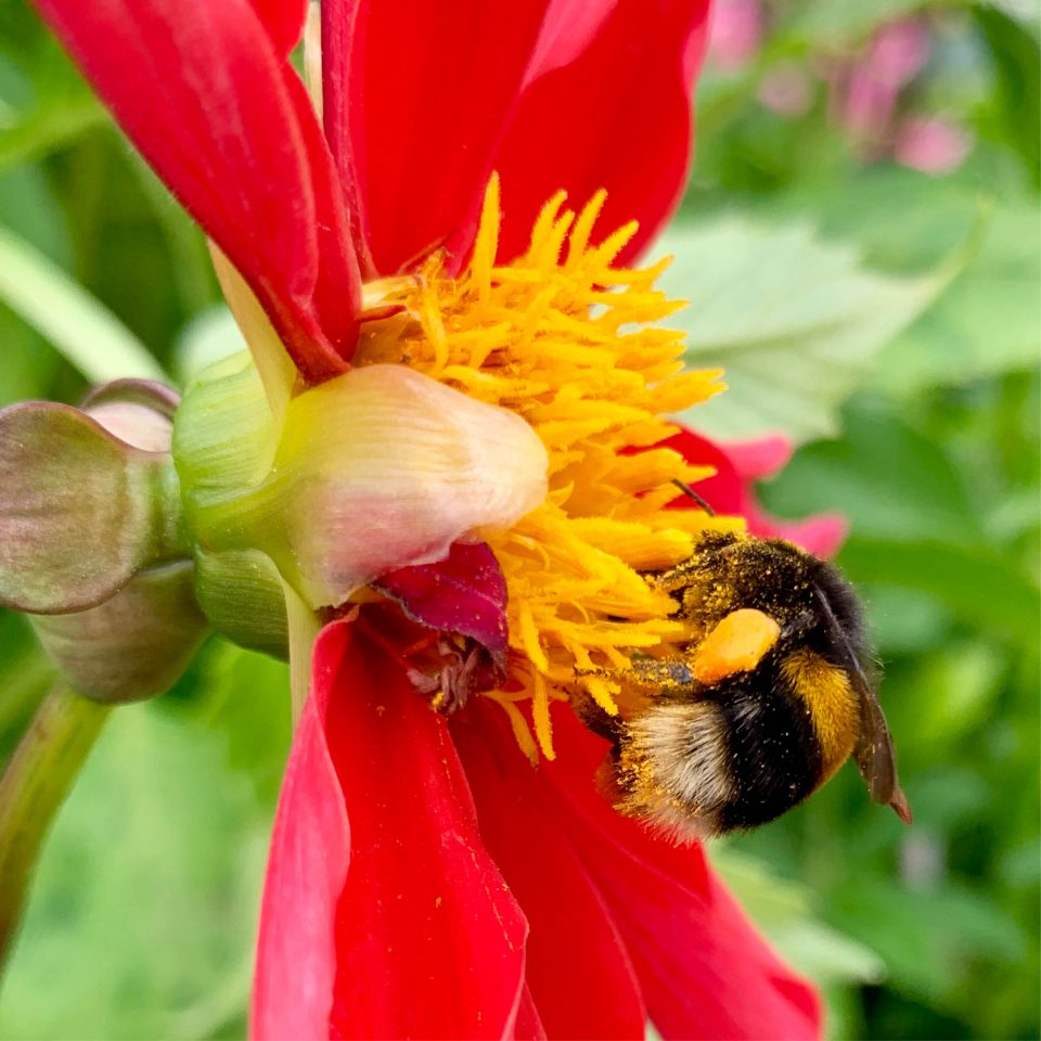 Featured image for 'Bee Festival 2019'