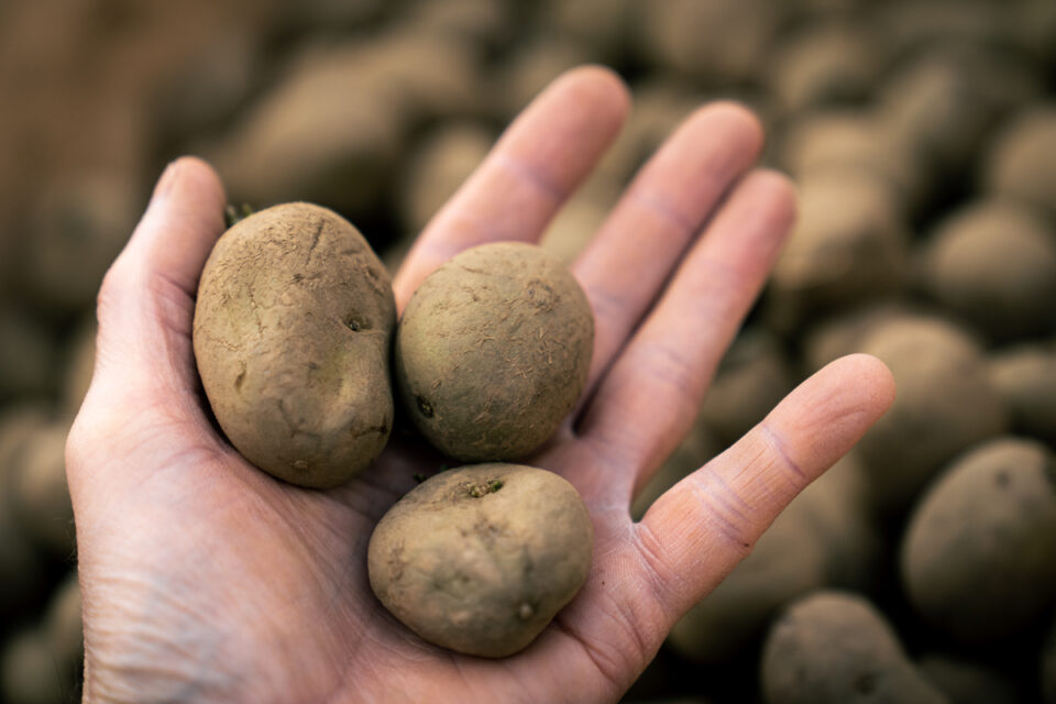 Featured image for 'How to grow potatoes'