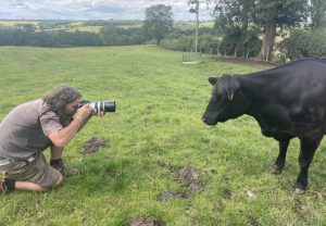 Photograph Lee Atherton gets up close to a black cow to get the shot he needs with green fields and countryside in the background