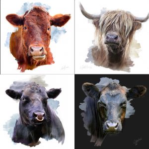 Four pictures of different types of cattle by Lee Atherton Photography