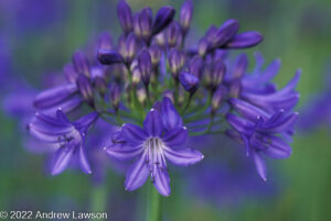 Close up photograph by Andrew Lawson of purple trumpet flowers of agapanthus loch hope plant