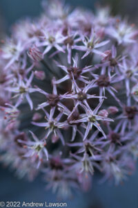 Close up photograph of purple flowers of Allium Christophii by Andrew Lawson