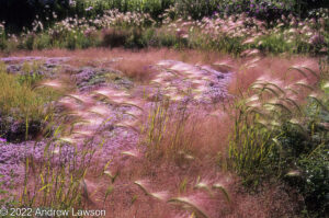 Photograph by Andrew Lawson of soft green grasses hordeum jubatum