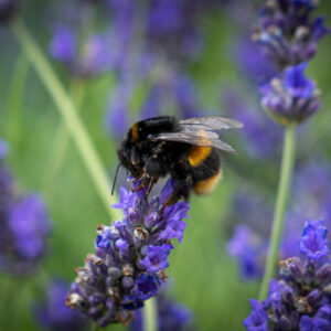A yellow and black bumble bee taking nectar from a lavender flower