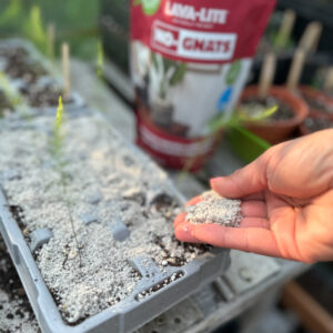 A hand holding some grainy white powder and scattering it over a grey seed tray, protecting fresh, green seedling shoots.